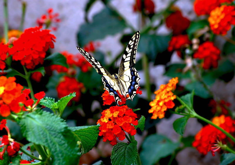 Butterfly, leaves, flowers, lantana, animal, HD wallpaper