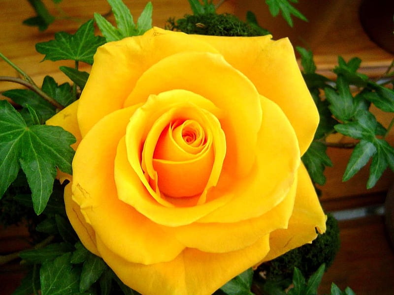 A yellow rose for my closest friends..., yellow, loyal, bonito, friendship, HD wallpaper