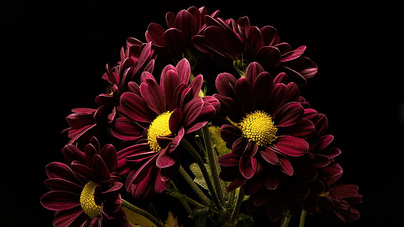 Chrysanthemum In Black Background Spring, HD wallpaper