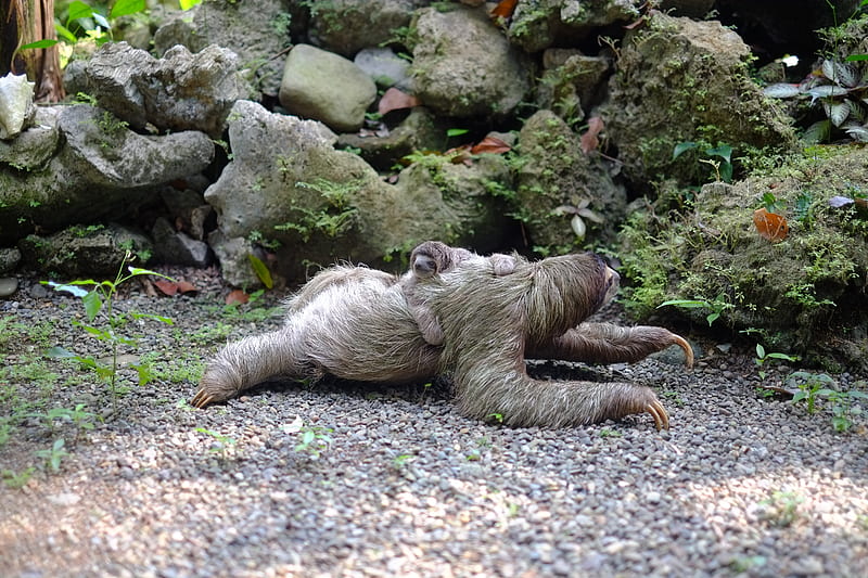 two chimpanzee lying on soil at daytime, HD wallpaper