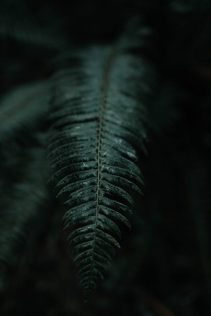 fern, leaf, macro, dark, plant, HD phone wallpaper