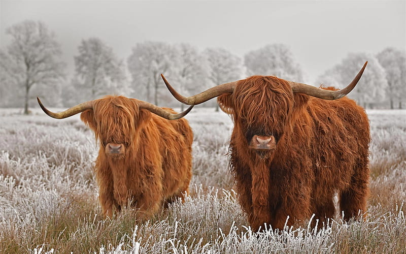 Highland cattle, scottish cow, long-haired Scottish cattle, Highland cow, England, wildlife, HD wallpaper