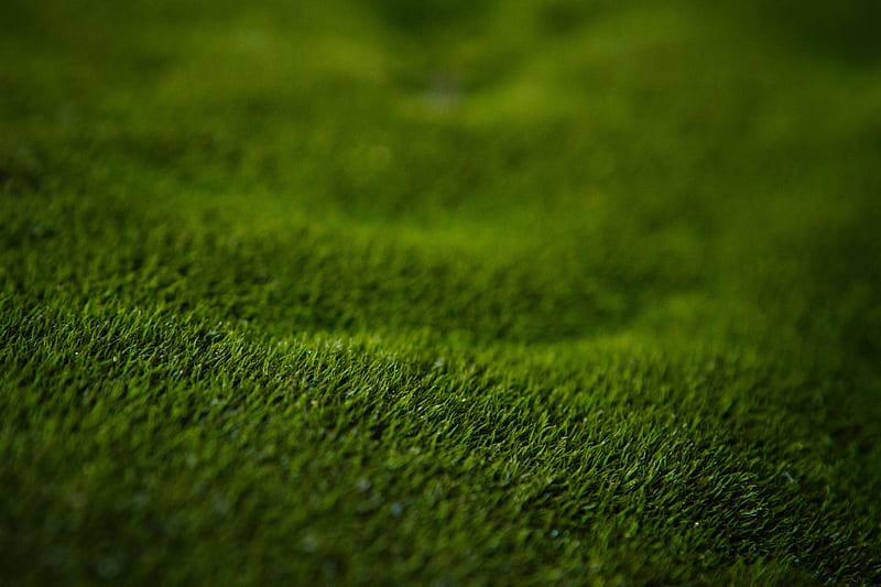 grass, lawn, macro, green, HD wallpaper