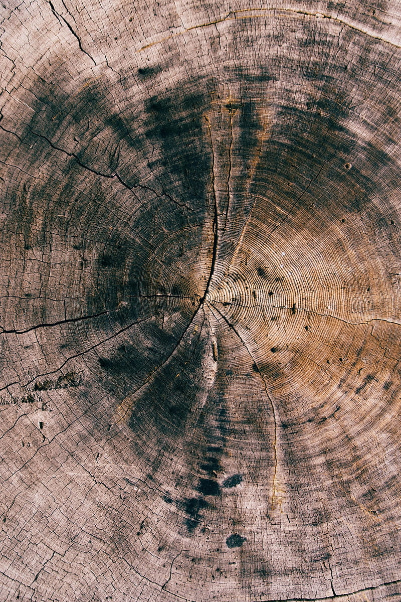 nature, wood, texture, wooden surface, tree stump, HD phone wallpaper