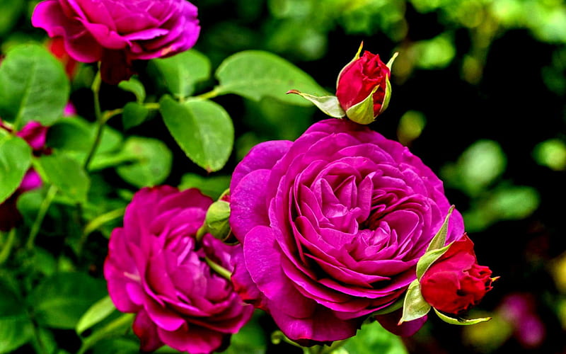 Purple Roses~ For Sweet Carol, purple color, splendor, nature, roses ...