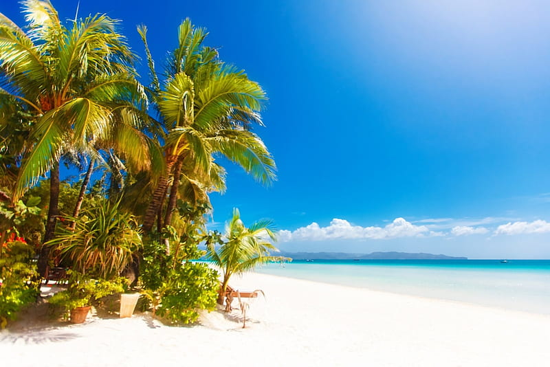 Tropical Sandy Beach, beach, sand, ocean, bonito, clouds, sky, palm ...