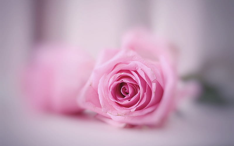 Rose, rosebud, beautiful flower, pink roses, HD wallpaper