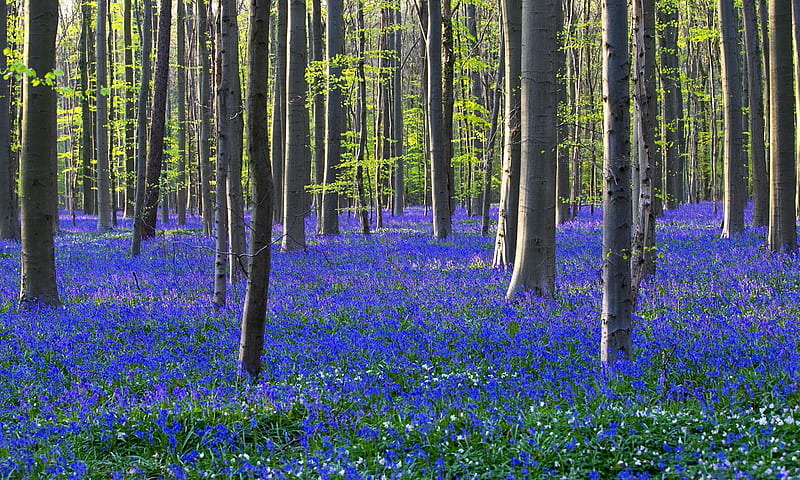 The Blue Forest, Wild bluebells, April 30 2015, Halle, Belgium, Hallerbos, Carpet, HD wallpaper