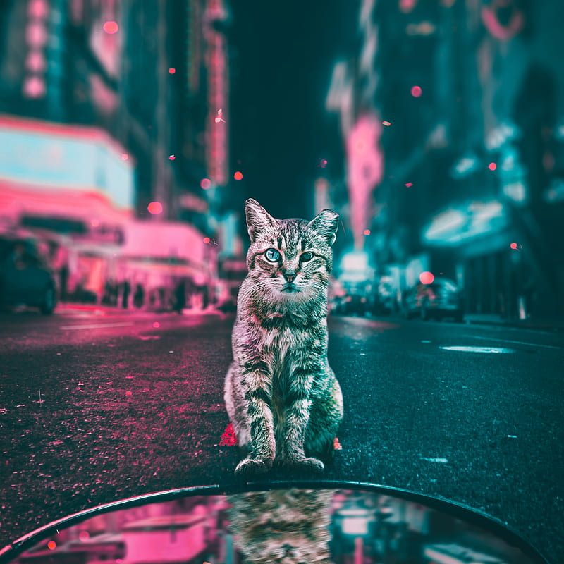 Cat, cats, city, color, colorful, colorfull, street, what, HD phone wallpaper