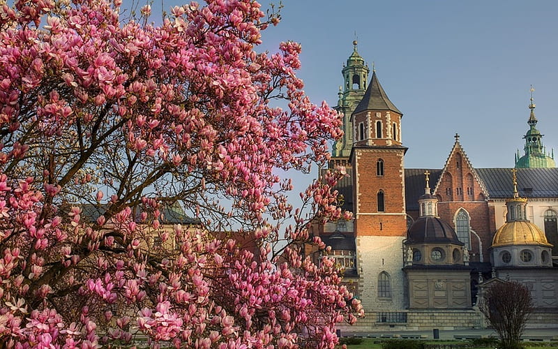 Spring in Krakow, magnolia, castle, church, Wawel, Poland, Krakow, HD wallpaper