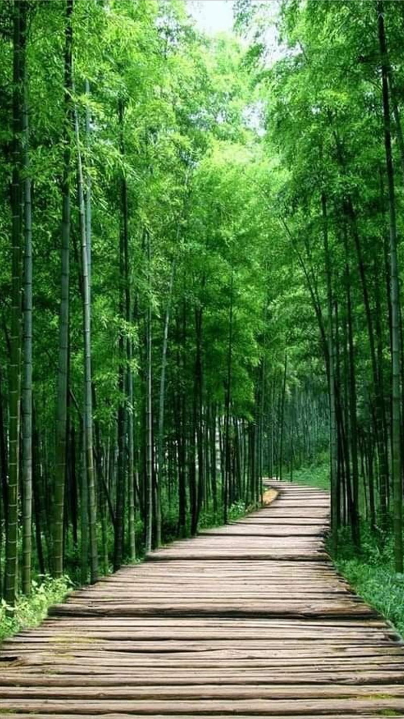 Zen To Zen, bamboo, forest, green, mystic, path, HD phone wallpaper