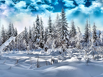 Frozen Nature, trees, sky, landscape, wallpaper | Peakpx