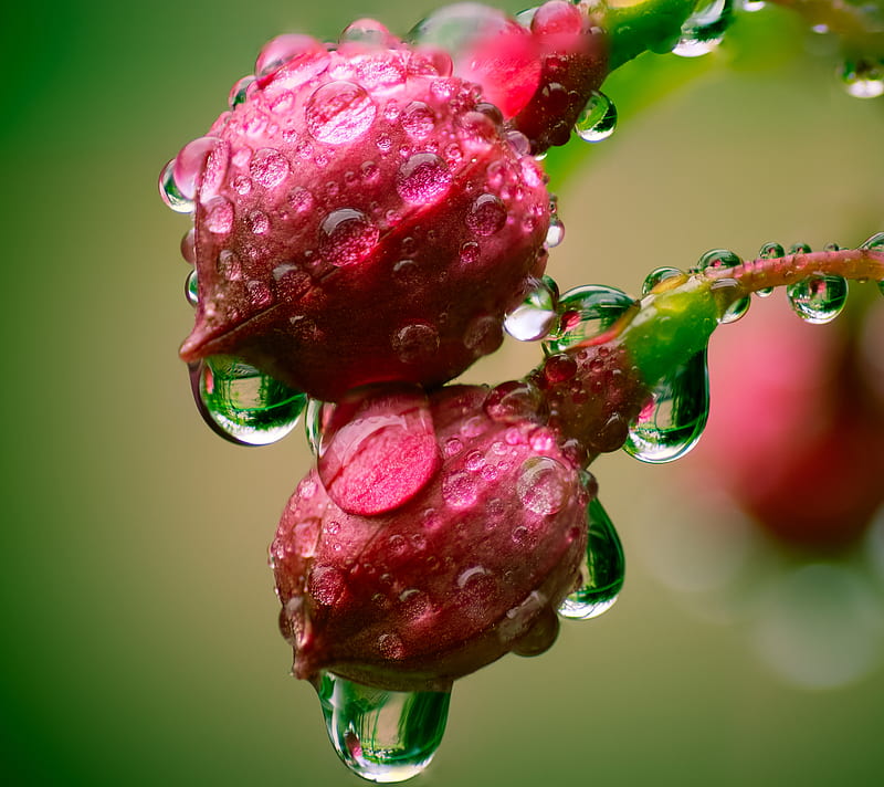 Water Drop 3, droplet, nature, plant, HD wallpaper | Peakpx