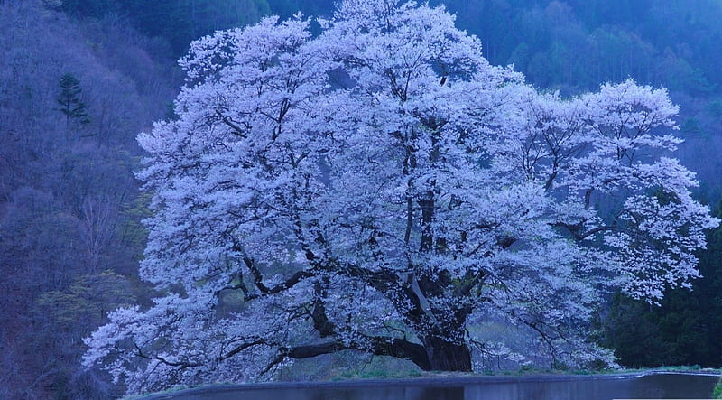 Hermosos árboles florecidos, árbol, flor, naturaleza, primavera, paisaje,  escena, Fondo de pantalla HD | Peakpx