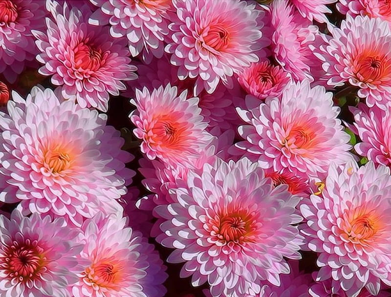 Zinnia, flowers, pink, bunch, HD wallpaper