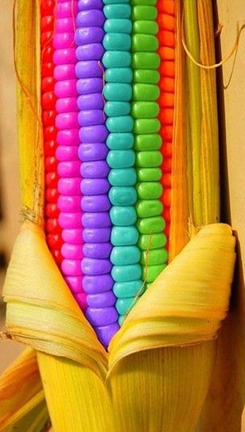 Corn, colourful, HD phone wallpaper