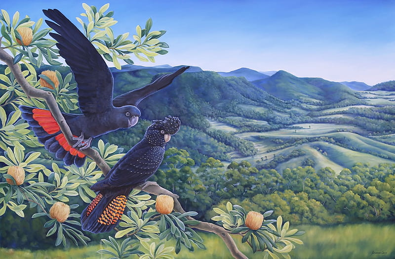 Red-tailed black Cockatoos flying , papagal, parrot, black, art, bird, katherine castle, exotic, summer, painting, pictura, cockatoo, pasari, vara, HD wallpaper