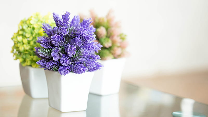 Plants, purple, green, plant, vase, white, HD wallpaper | Peakpx