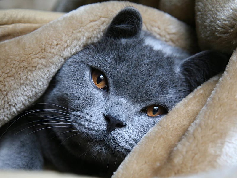 Grey russian blue cat, russian blue, gris, breed, cat, kitten, animal, sweet, HD wallpaper