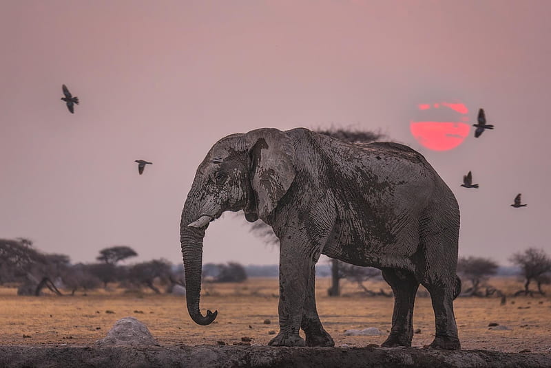 Animal, Elephant, Africa, Savannah, Sunset, Wildlife, HD wallpaper