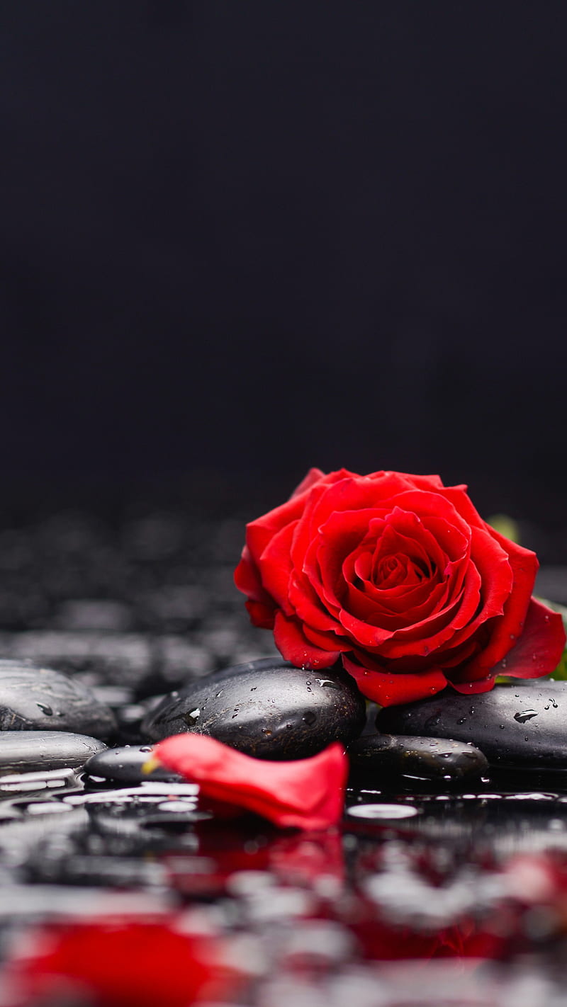 Rose, drop, flower, love, red, stone, water, HD phone wallpaper