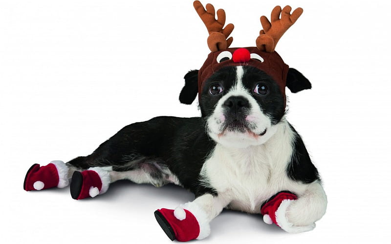 Rudolf?, christmas, black, rudolf, animal, horns, cute, ref, reindeer, white, dog, HD wallpaper