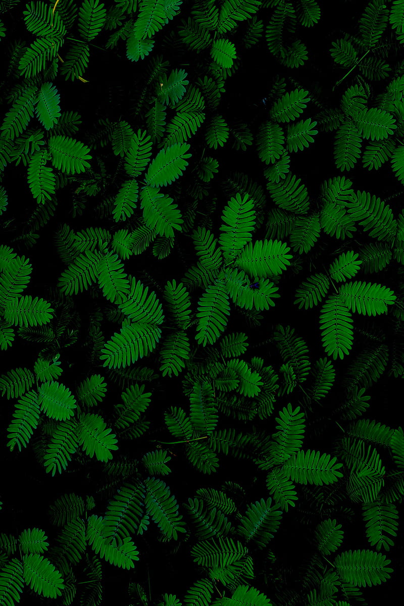 green, foliage, plant, HD phone wallpaper