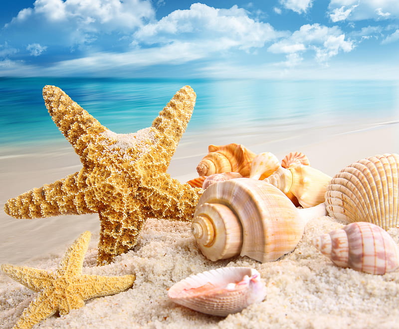 Summer, pretty, glow, summer time, shine, bonito, clouds, sea, beach, nice, sand, beauty, treasure, star, blue, seashells, lovely, view, ocean, colors, sky, starfish, water, rays, shell, peaceful, scallops, nature, shells, sands, HD wallpaper