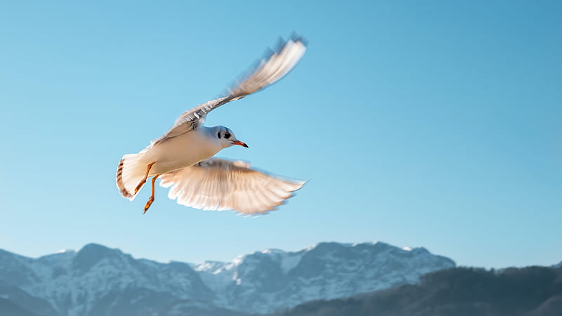 White And Brown Bird Flying On Light Blue Sky Light Blue, HD wallpaper