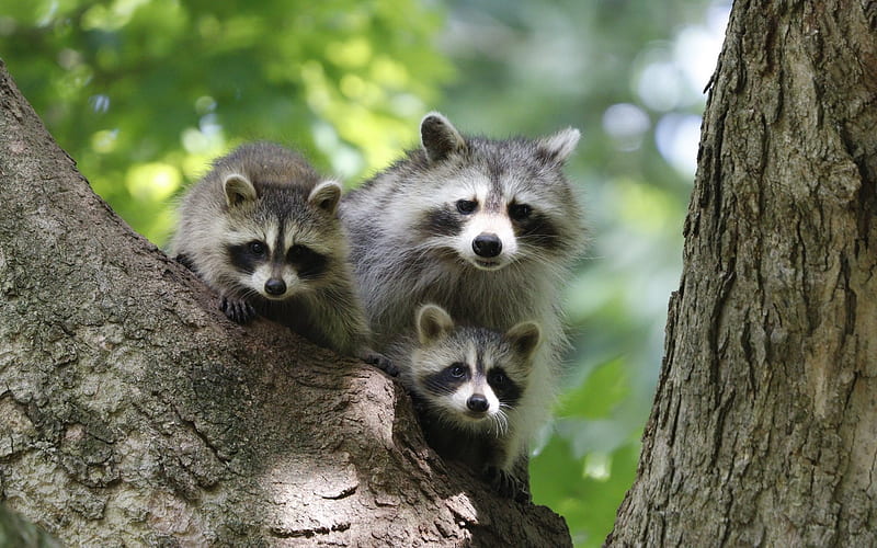 Racoon Family, family, tree, racoons, animals, HD wallpaper
