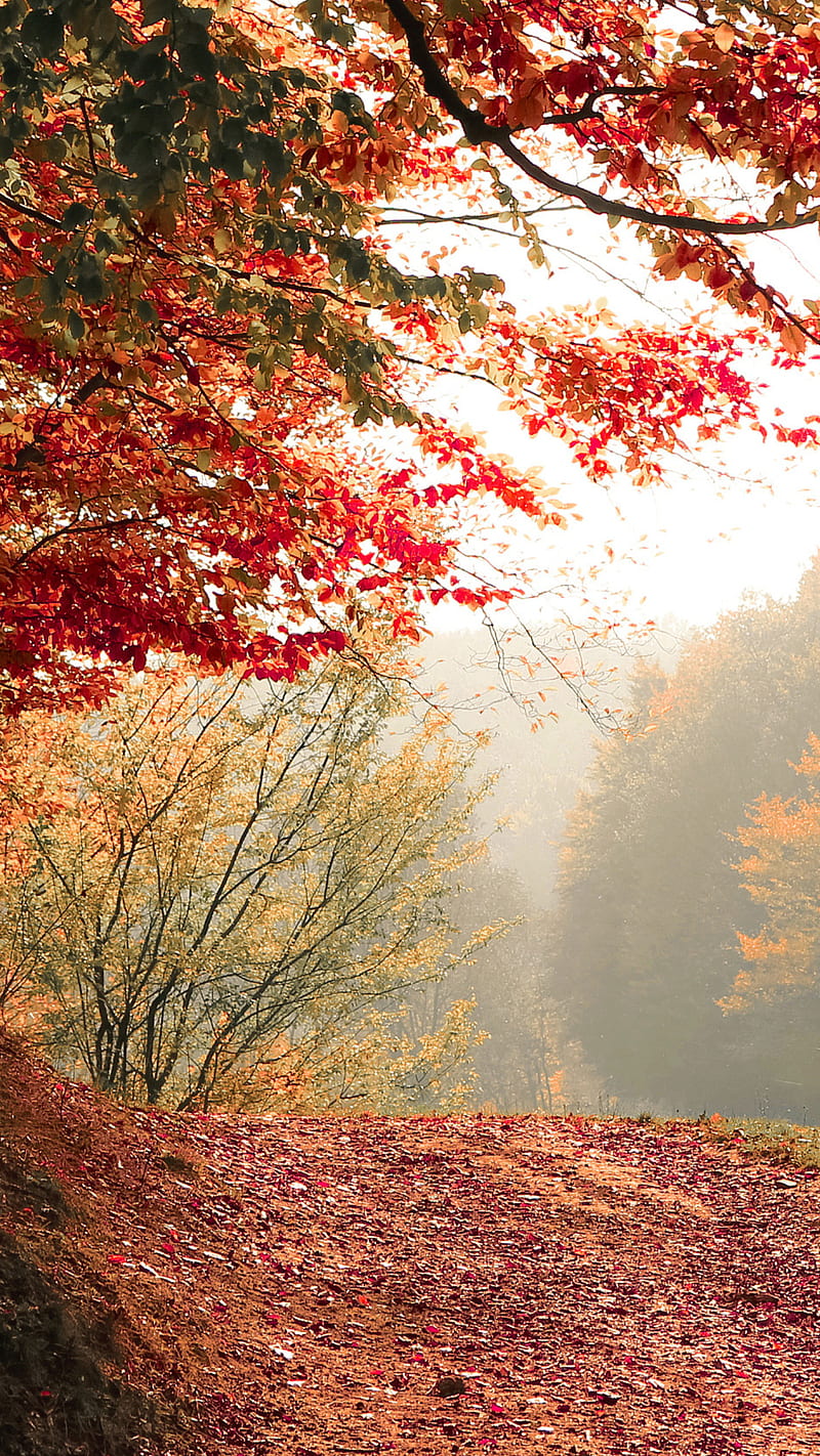 Autumn season tree , fall, forest, HD phone wallpaper