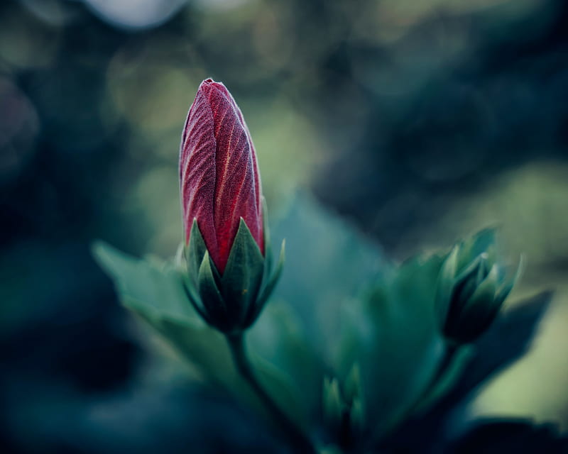 flower, bud, blur, macro, plant, HD wallpaper