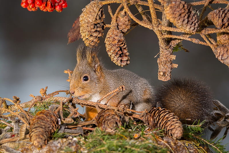 Animal, Squirrel, Branch, Pine Cone, Wildlife, HD wallpaper