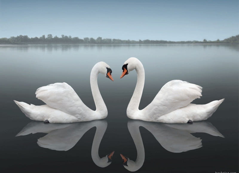 Swan Look, water, birds, reflection, swan, lake, mist, HD wallpaper