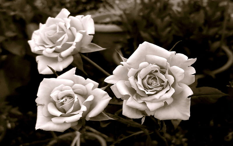 THREE ROSES flowers, nature, roses, HD wallpaper