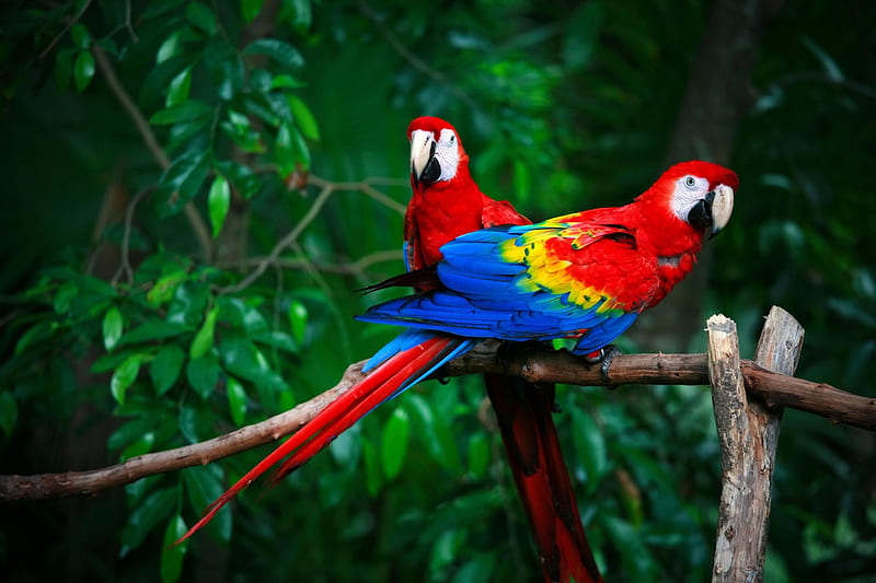 Red Macaw, Pair, Forest, Parrots, Birds, HD wallpaper