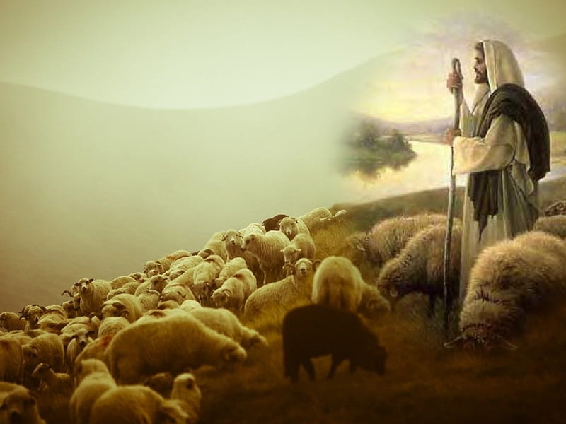 Jesus good shepherd, christ, sheep, jesus, christianity, religion, shepherd, god, HD wallpaper