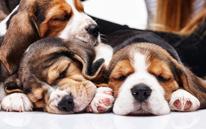 Beagle Dogs puppies, sleeping dogs, family, pets, dogs, cute animals, Beagle, small beagle, HD wallpaper