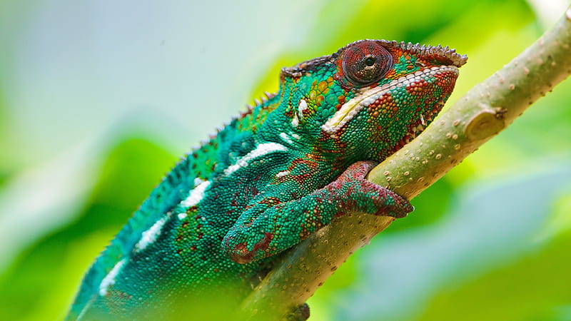 chameleon, reptile, lizard, branch, HD wallpaper