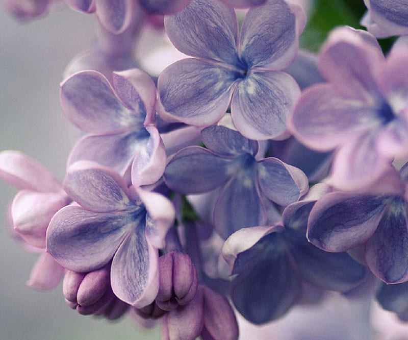 LOVELY LILACS, LILAC, PRETTY, FLOWERS, PURPLE, HD wallpaper