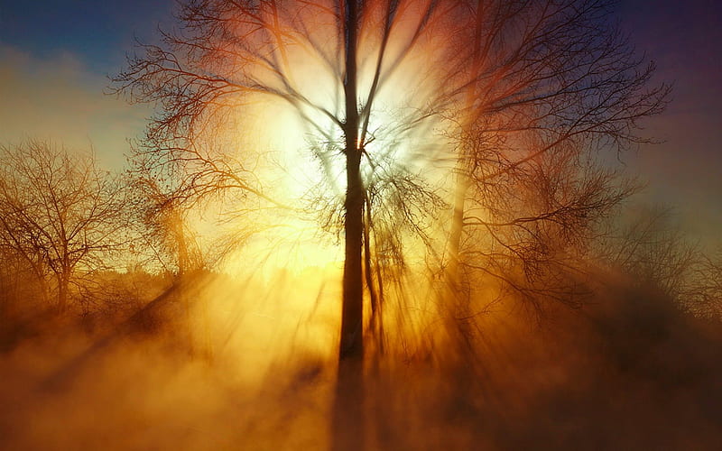 Dawning Of A New Day, Tree, Forest, Flare, Sunrise, HD Wallpaper | Peakpx