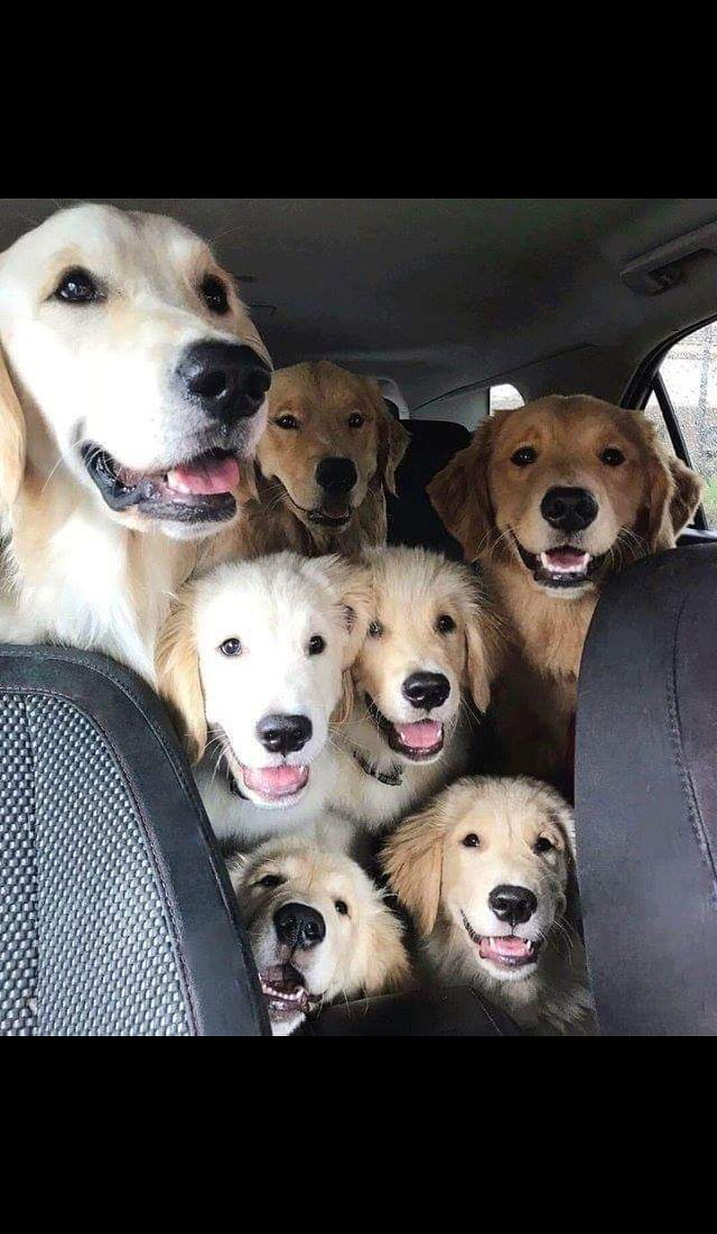family , car ride, dog, german shepherd, golden retriever, labrador, HD phone wallpaper