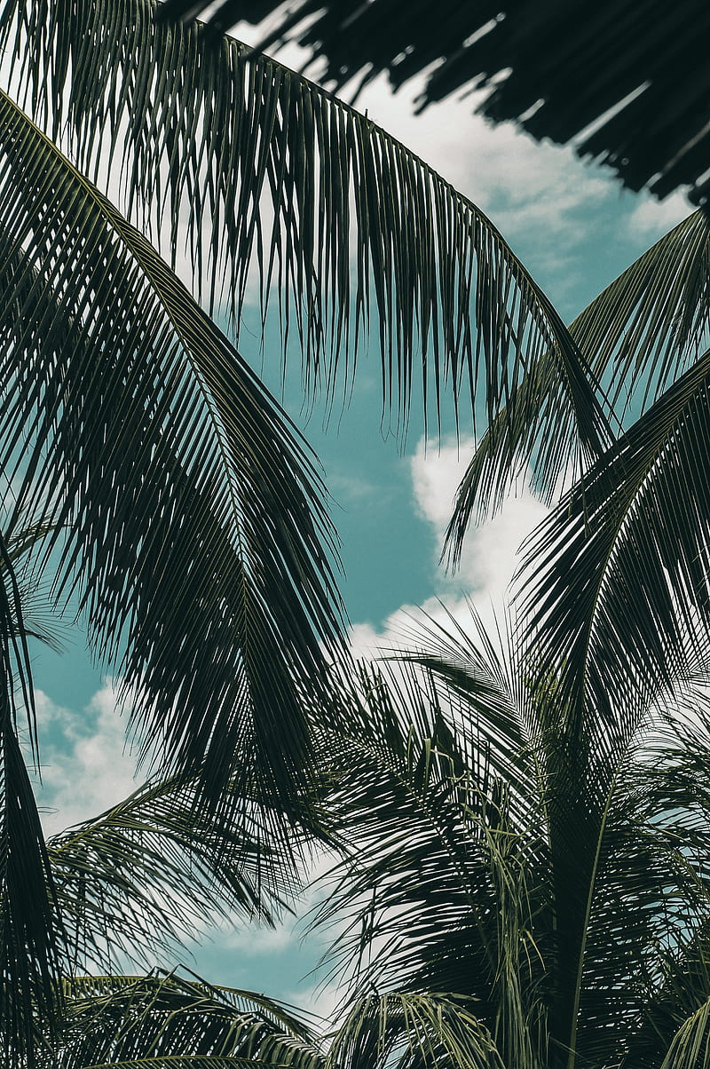 palm, branches, sky, clouds, green, tropics, HD phone wallpaper