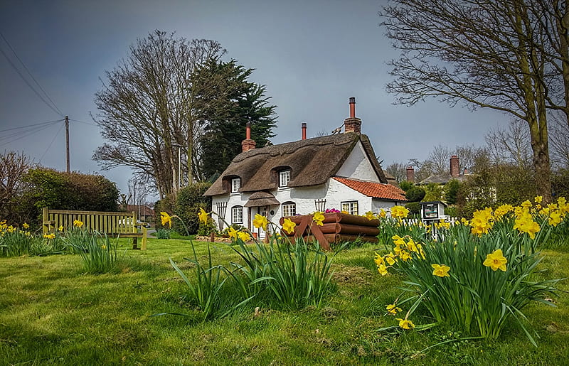Spring in Appleby, England, Thatched roof, Daffodils, Trees, Grass, Field, House, HD wallpaper