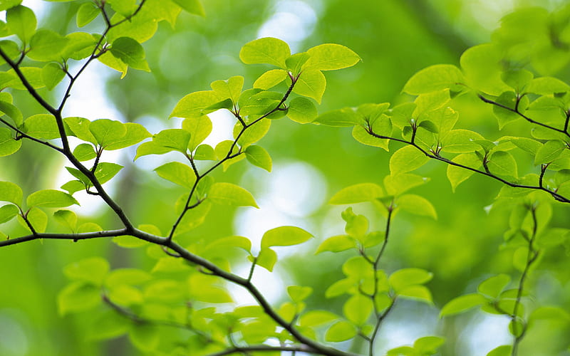 Dark, green leaves, leaf, HD phone wallpaper | Peakpx