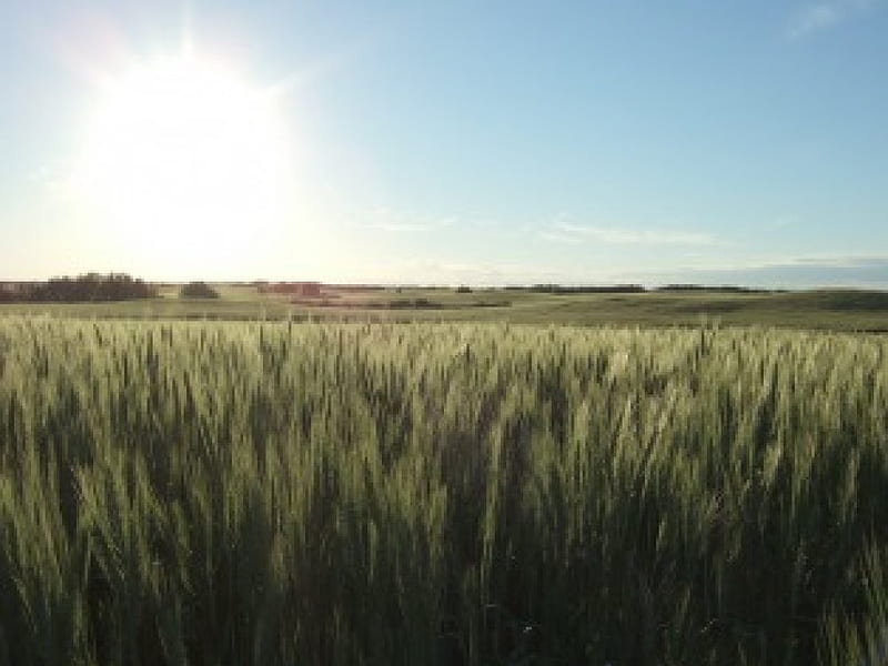 Sunny Day, fields, sunshine, crops, HD wallpaper | Peakpx