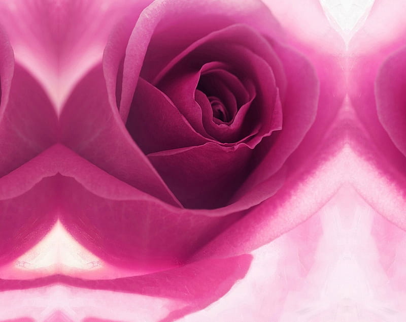 Velvety Petals , soft, rose, pink, delicacy, HD wallpaper