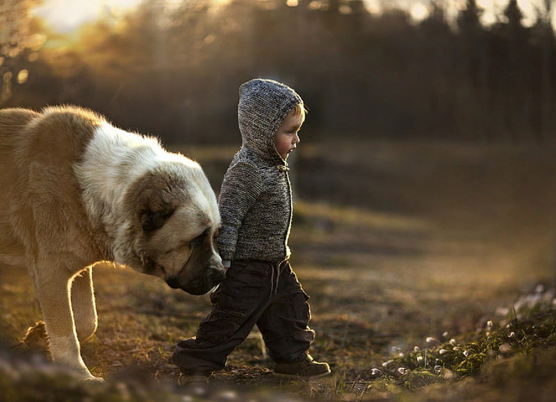 Boy and dog, pretty, lovely, playful dog, playful, bonito, sweet, dog face, cute, puppies, face, animals, dogs, puppy, HD wallpaper
