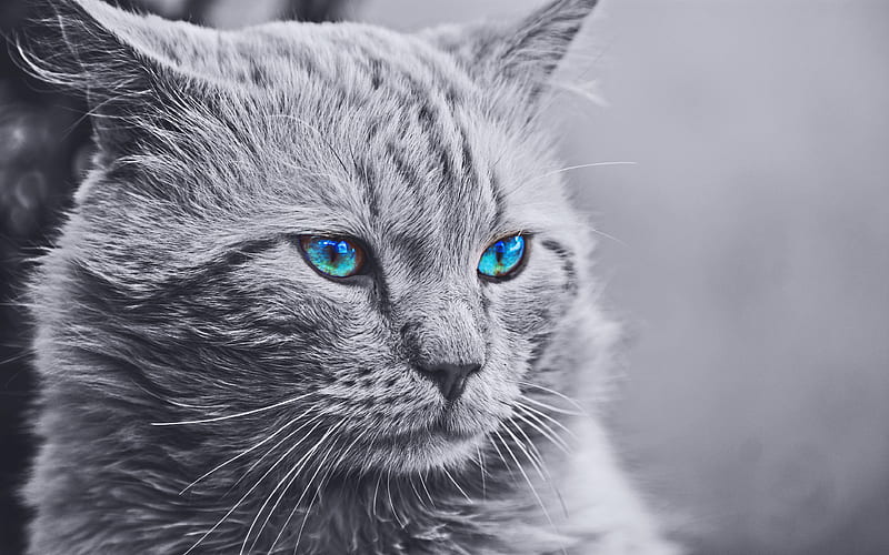 Maine Coon monochrome, cat with blue eyes, cute animals, gray Maine Coon, pets, cats, domestic cats, fluffy cat, Maine Coon Cat, HD wallpaper