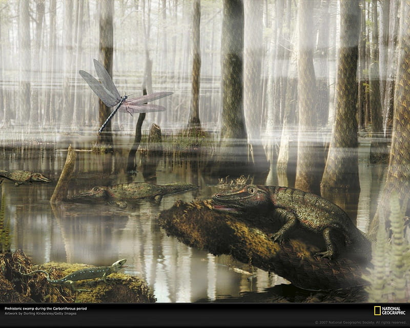 Carboniferous Swamp, evolution, fossils, paleontology, science, HD wallpaper